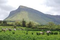 sheep sheep